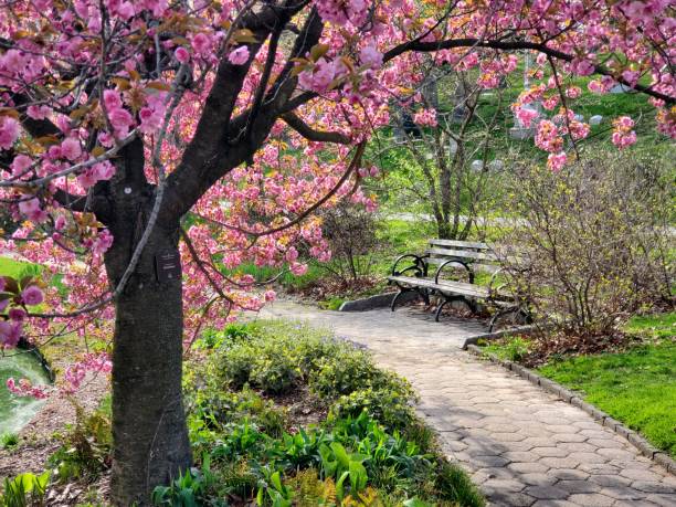 Path with Blooming Cherry Blossom Tree in Brooklyn NY