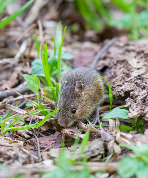 istock Jumping mouse in the wood 2153145811
