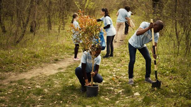 istock African american ecologic activists planting seedlings in a forest environment 2153148819