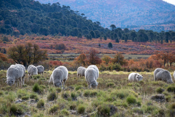 Patagonian lamb grazing. (Cordero Patagonico)