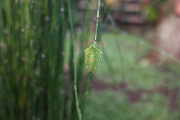 Green cocoons hang on tree branches Green cocoons hang on tree branches, The process of caterpillars becoming butterflies, nature, stock photo. horsetail bamboo stock pictures, royalty-free photos & images