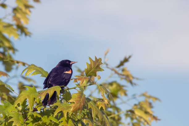 istock Male Red Winged Blackbird 2153152493