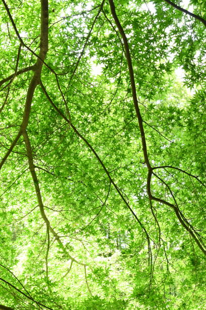 istock Fresh green of Japanese maple. 2153152627