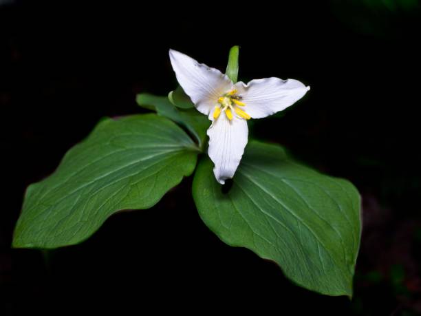 Extreme close-up of yellow pollen from the stamen of a white Trillium blooming in the shade.