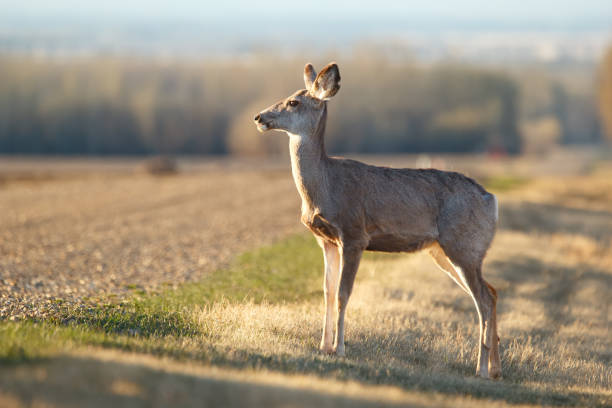 Female Mule deer is standing in the ditch ready to cross the country gravel road in spring.