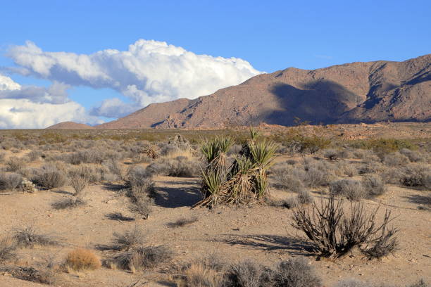 istock Mojave Yucca in Joshua Tree National Park, California 2153154825
