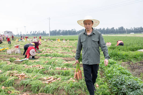 istock Male farmer harvesting carrots 2153154875