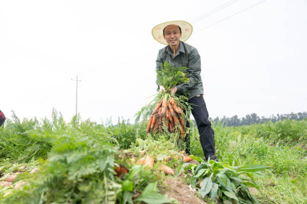 istock Male farmer harvesting carrots 2153154884