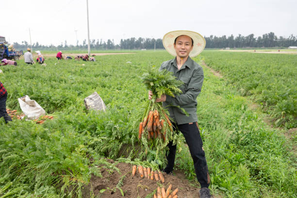 istock Male farmer harvesting carrots 2153154888