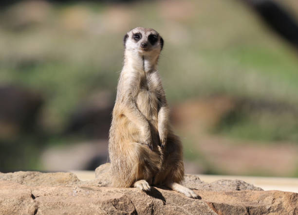 istock Meerkat standing upright on its hind legs on a rocky surface 2153155212