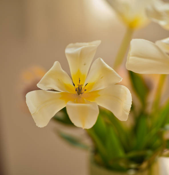 In Western Colorado Hand of Mature Female Arranging Bunch of White Tulips in Glass Vase in Beautiful Setting (Shot with Canon 5DS 50.6mp photos professionally retouched - Lightroom / Photoshop - original size 5792 x 8688 downsampled as needed for clarity and select focus used for dramatic effect)