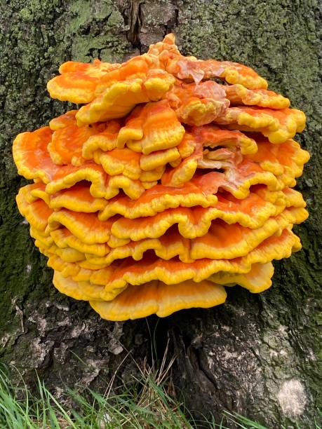 istock Sulphur Shelf Mushroom or Chicken Mushroom 2153155902
