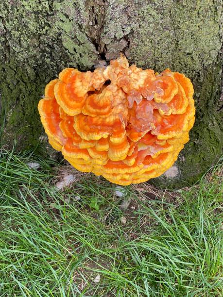 istock Sulphur Shelf Mushroom or Chicken Mushroom 2153155904