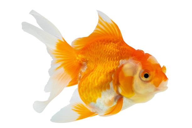 Goldfish in the aquarium