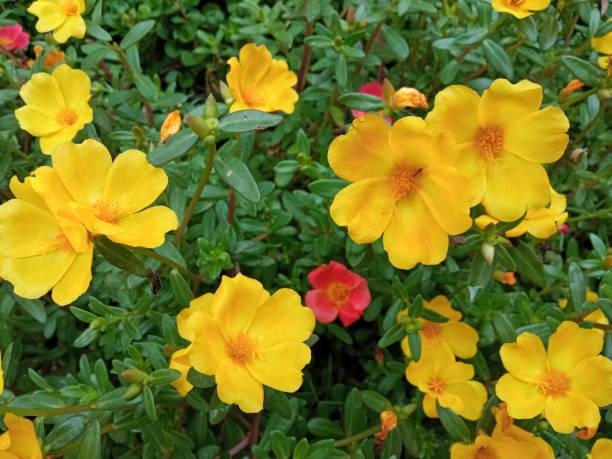istock Rose moss Or Portulaca Grandiflora 2153157172