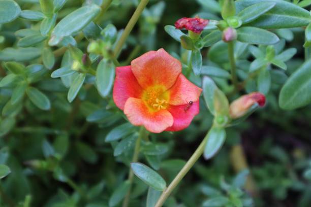 istock Rose moss Or Portulaca Grandiflora 2153157327