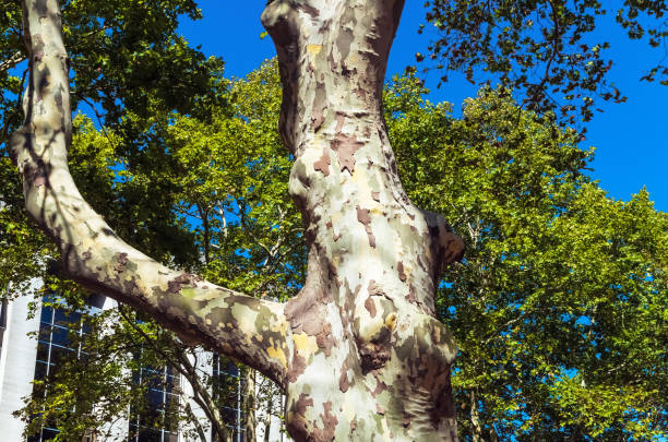 Close up of a rustic old tree bark. It looks like camouflage. Lots of details.