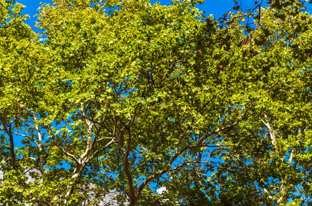 Platanus occidentalis tree into summer Montevideo, Uruguay. Latin America
