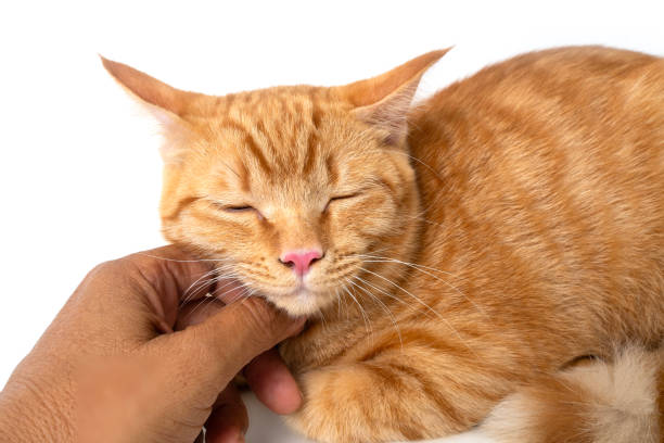 istock Friendship between humans and animals who live together happily. 2153160782