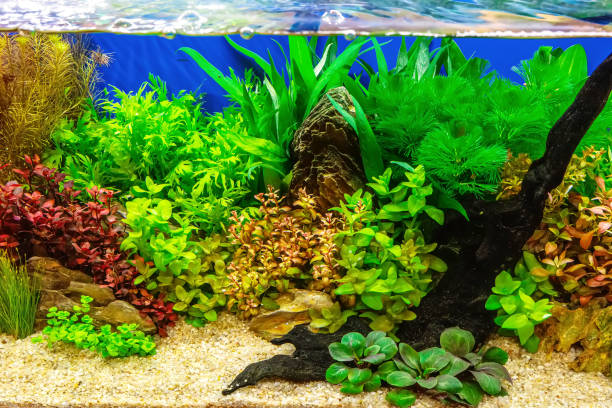 istock Tropical freshwater aquarium 2153161882