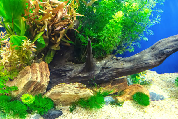istock Tropical freshwater aquarium 2153161895