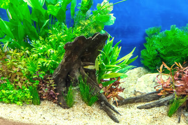 istock Tropical freshwater aquarium 2153161905