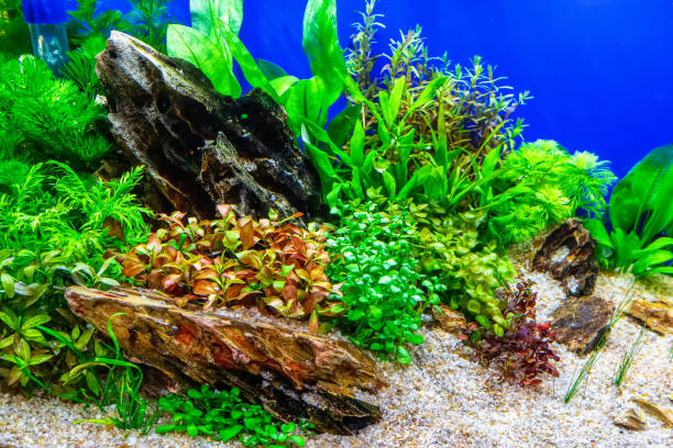 istock Tropical freshwater aquarium 2153161913