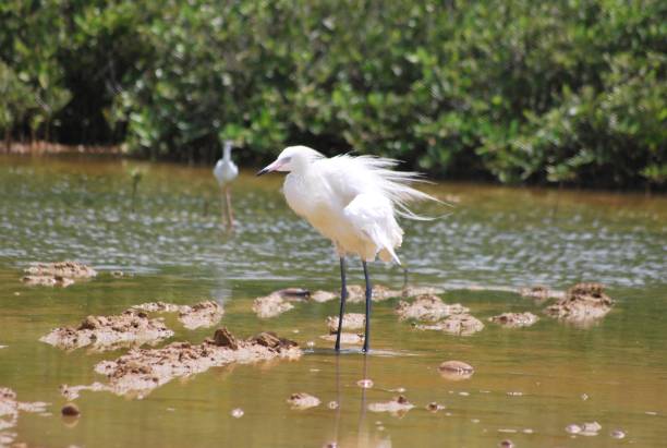 istock Aquatic birds in the Falcon State. 2153164275