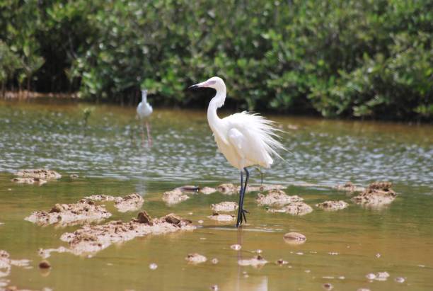 istock Aquatic birds in the Falcon State. 2153164283