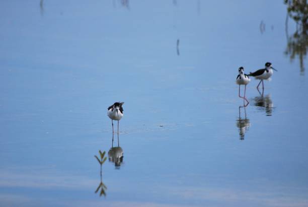 istock Aquatic birds in the Falcon State. 2153164649