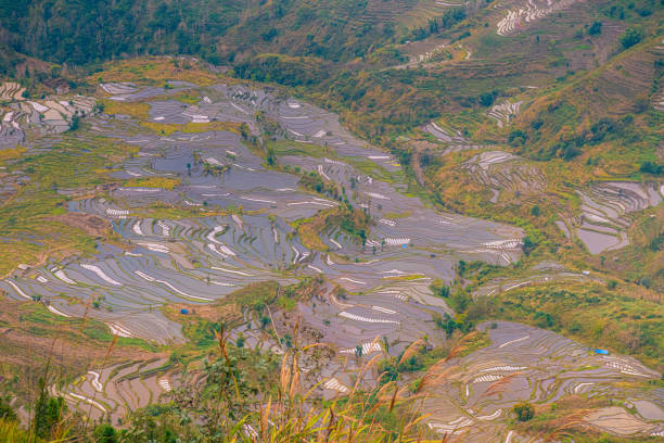 istock Infinite rice fields at Laohuzui aka Tiger Mouth in Yuanyang, China 2153165019