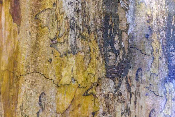 Free picture: A texture of a yellowish-brown bark of a tree in semi-shade