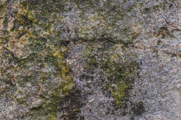 istock Variety Of Lichens On Stone 2153167223