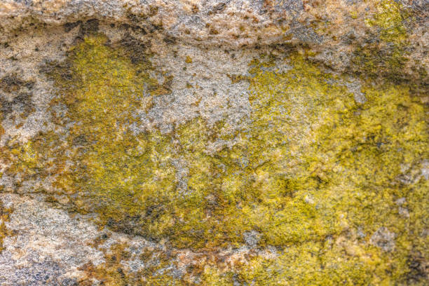A variety of lichens and moss growing on the surface of a stone.