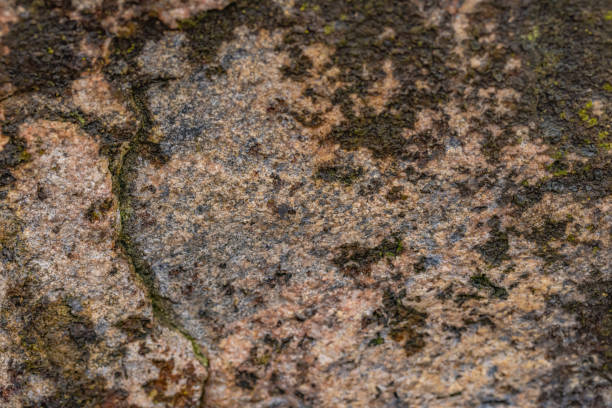 istock Variety Of Lichens On Stone 2153167227