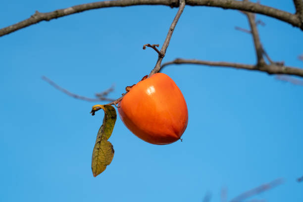 Ripe orange persimmon hanging on a tree branch, autumn harvest season concept.