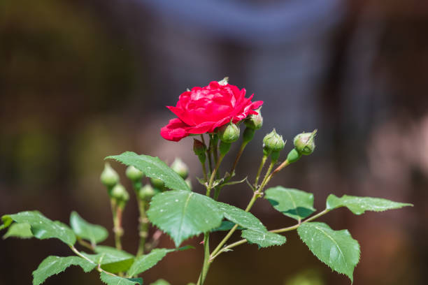 Roses in full bloom in the warm spring sunlight. Rosa