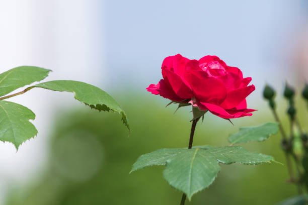 istock Roses in full bloom in the warm spring sunlight. Rosa 2153169631