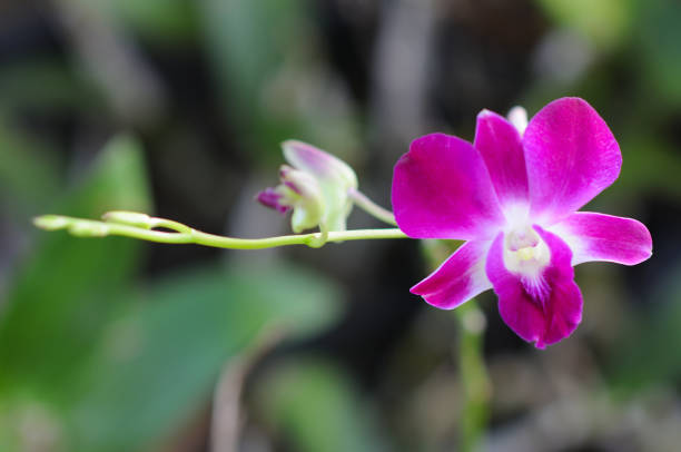 Lovely Purple Orchids