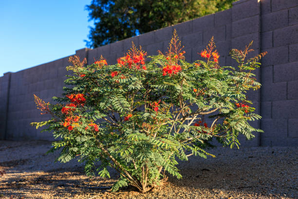 Red Bird of Paradise (Caesalpinia pulcherrima) in Xeriscaping Xeriscaping with drought-tolerant Red Bird of Paradise (Caesalpinia pulcherrima) in Phoenix, Arizona pride of barbados flower stock pictures, royalty-free photos & images