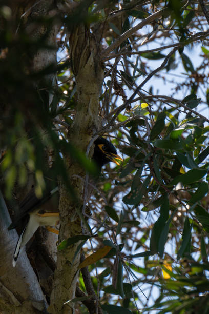 istock Noisy Minor bird hiding 2153170958