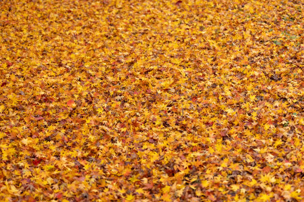 Beautiful Autumn nature background, dry maple leafs on the ground, copy space, full frame horizontal composition
