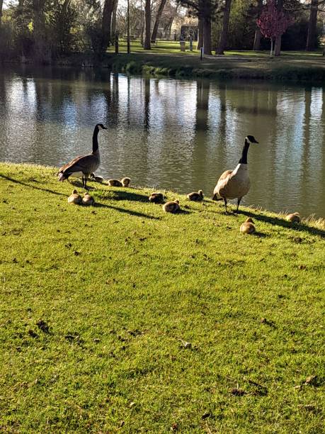 istock Goose family at the pond 2153171654