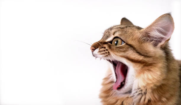 istock Banner with pretty cute kitten  on  white  background with copy space. Tabby cat. Funny pets. Surprise, shock, open mouth 2153172814