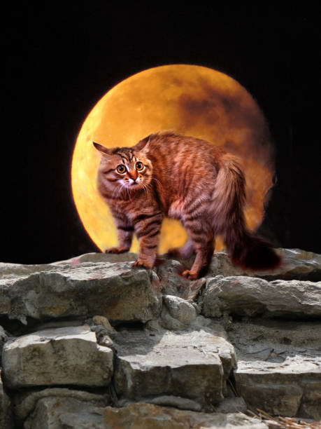 istock Aggressive cat with arched back, Full moon,  Halloween scary background. Gothic dark scene. Enigmatic cat on the cemetery 2153173677