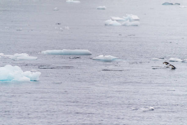Telephoto of Adelie Penguins - Pygoscelis adeliae- jumping in and out of the Water near Prospect point, along the Antarctic Peninsula