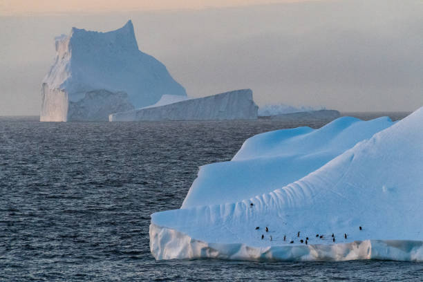 istock Gentoo Penguins in Antarctica 2153174016