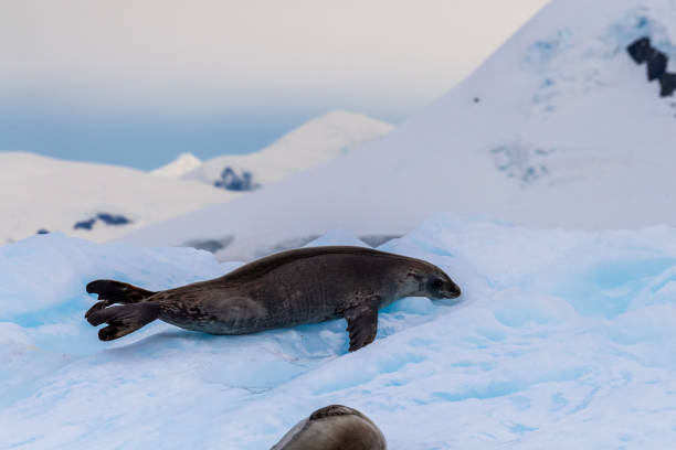 istock Close-up of two Weddell seals 2153174089