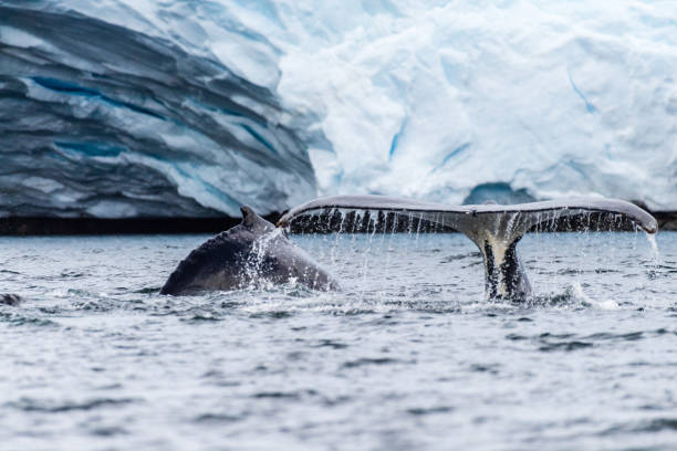 istock Tail of a humpback whale in the Antarctic 2153174137