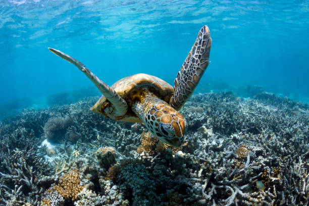 istock Small turtle swimming in crystal clear water on the Great Barrier Reef 2153175669